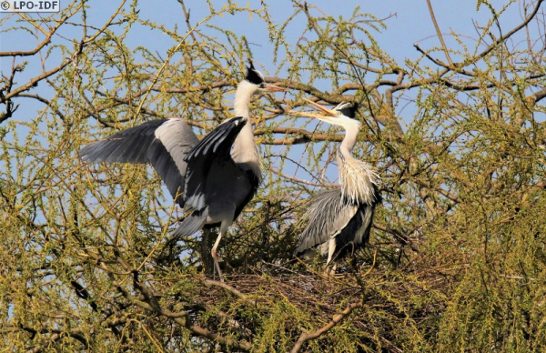 Couple de Héron cendré